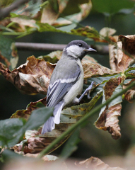 Parus major