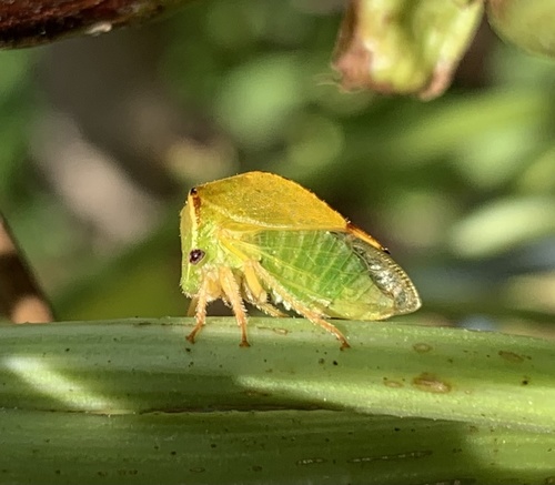 Buffalo Treehopper, photo 4 of 8