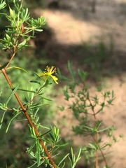 Hypericum galioides
