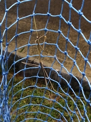 Schizocephala bicornis