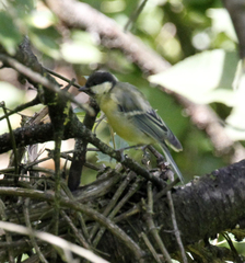 Parus major