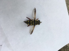 Meromacrus currani