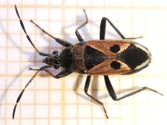 Lasiocoris anomalus