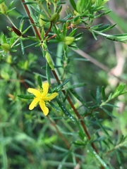 Hypericum galioides