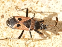 Lasiocoris anomalus