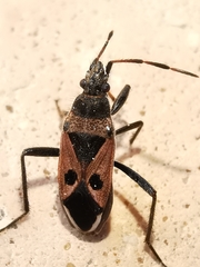 Lasiocoris anomalus