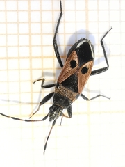 Lasiocoris anomalus