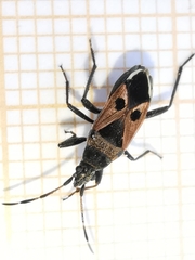 Lasiocoris anomalus