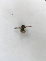 Meromacrus currani