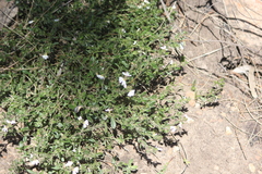 Scaevola albida