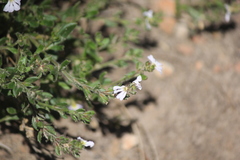 Scaevola albida
