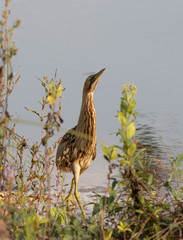 Botaurus stellaris