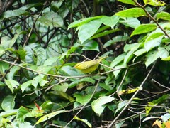 Phylloscopus ricketti