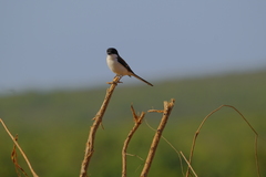 Lanius collurioides