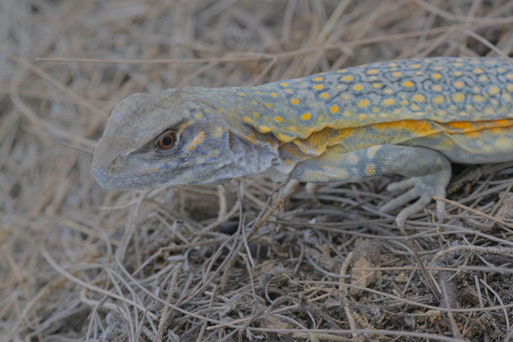 Reeves' Butterfly Lizard