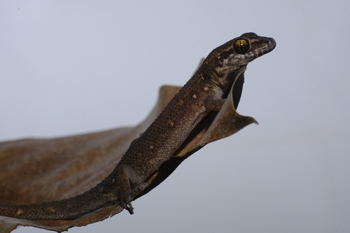 Bauer’s leaf-toed gecko, Dixonius aaronbaueri
