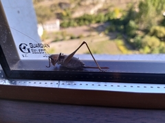 Thyreonotus corsicus
