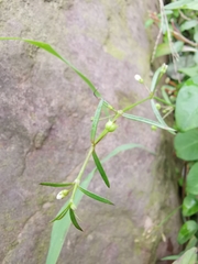 Scleromitrion diffusum