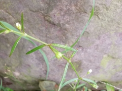 Scleromitrion diffusum