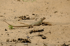 Leiolepis guttata
