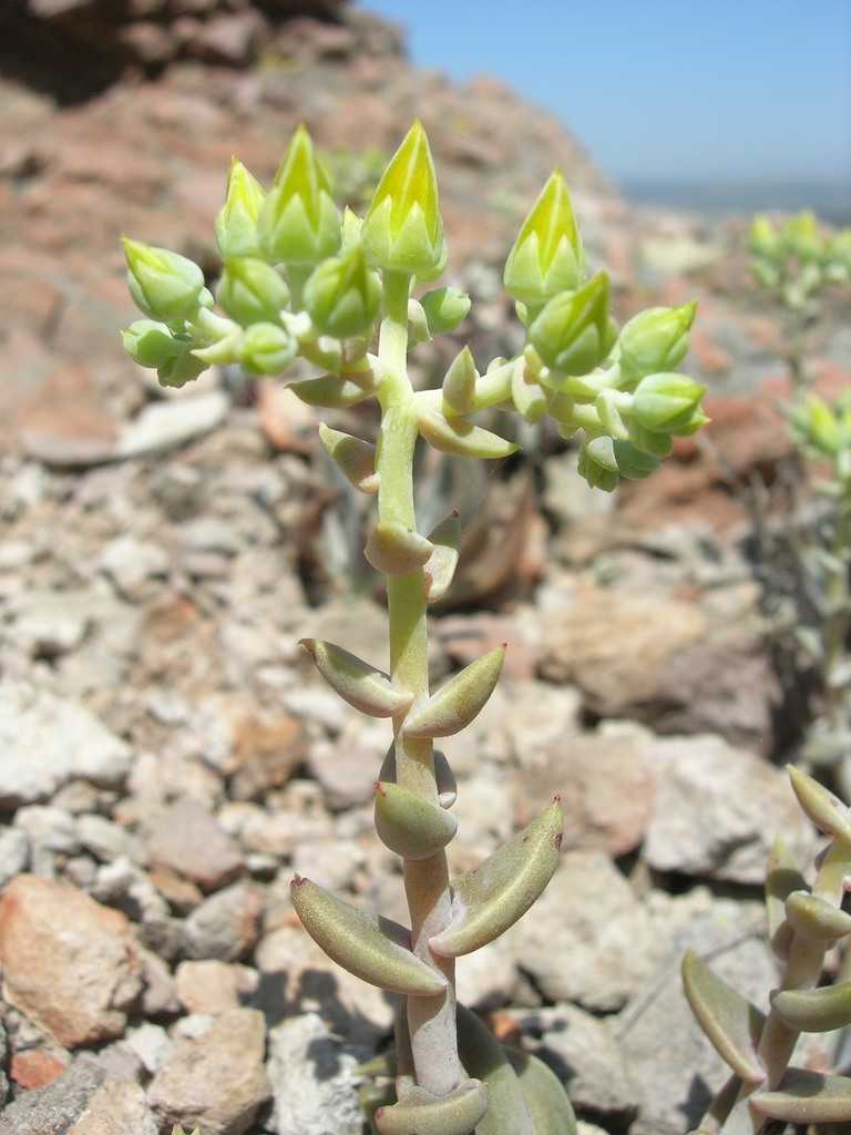 Verity's dudleya