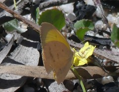 Eurema herla