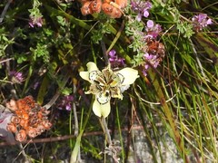 Moraea deltoidea