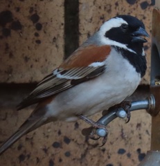 Passer melanurus vicinus