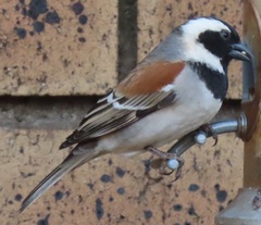 Passer melanurus vicinus