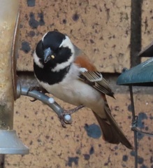 Passer melanurus vicinus