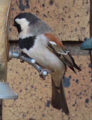 Passer melanurus vicinus