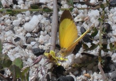 Eurema herla