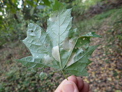 Phyllonorycter joannisi