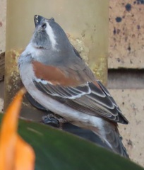 Passer melanurus vicinus