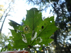 Phyllonorycter joannisi
