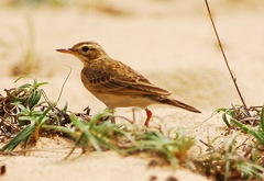 Anthus rufulus