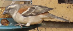 Passer melanurus vicinus