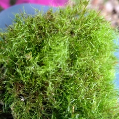 Dicranodontium denudatum