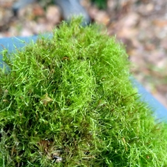 Dicranodontium denudatum