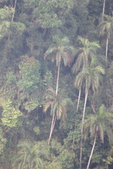 Bentinckia condapanna