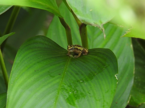 Ochlandra shrub frog, Raorchestes ochlandrae