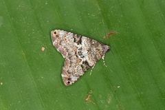 Coenipeta bibitrix