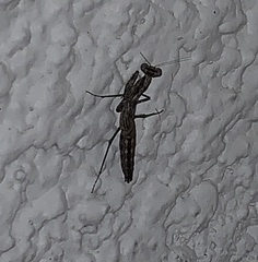 Litaneutria ocularis