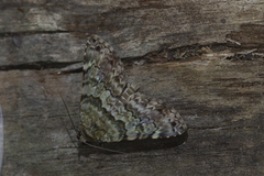 Coenipeta catoxantha
