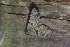 Coenipeta catoxantha