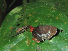 Adrapsa geometroides