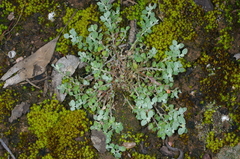 Chenopodium desertorum microphyllum