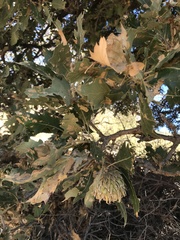 Quercus ithaburensis macrolepis