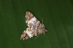 Coenipeta damonia