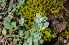 Chenopodium desertorum microphyllum
